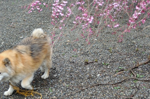 桜！サクラ！さくら！2014年水戸の桜が満開01