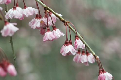 桜！サクラ！さくら！2014年水戸の桜が満開20