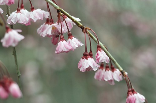 桜！サクラ！さくら！2014年水戸の桜が満開20