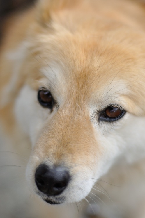 桜！サクラ！さくら！2014年水戸の桜が満開23