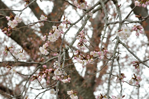 桜！サクラ！さくら！2014年水戸の桜が満開17