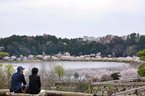 桜！サクラ！さくら！2014年水戸の桜が満開16
