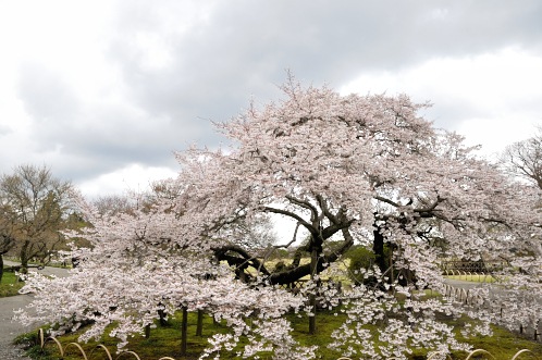 桜！サクラ！さくら！2014年水戸の桜が満開15