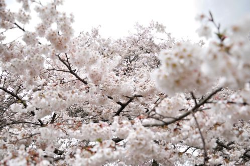 桜！サクラ！さくら！2014年水戸の桜が満開25