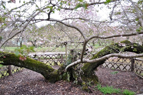 桜！サクラ！さくら！2014年水戸の桜が満開14