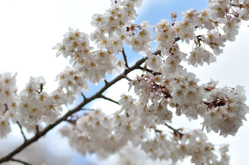 桜！サクラ！さくら！2014年水戸の桜が満開24