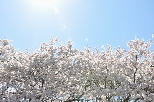 桜！サクラ！さくら！2014年水戸の桜が満開11