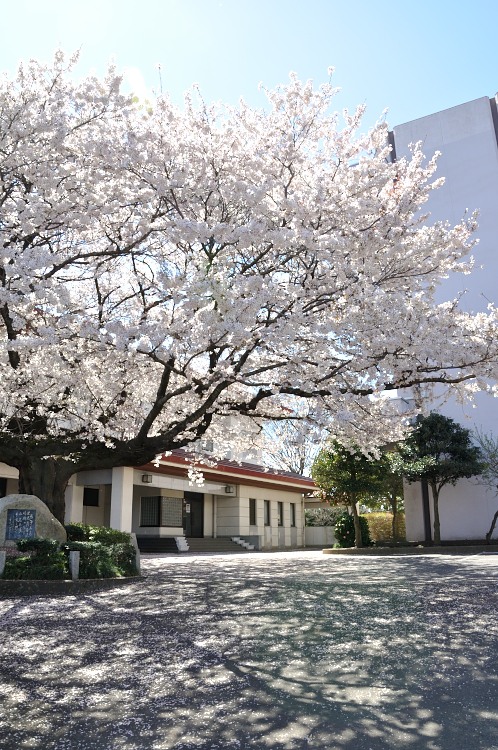 桜サクラさくら！華やぐ水戸の街を徘徊01