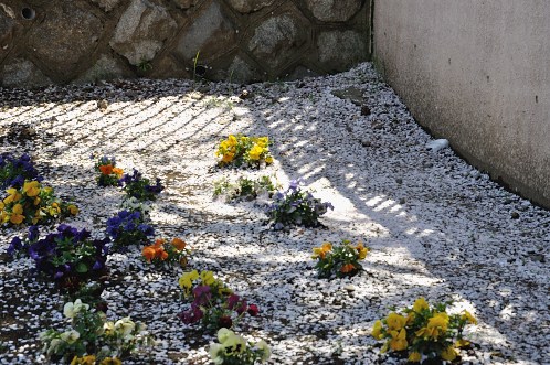 桜！サクラ！さくら！2014年水戸の桜が満開09