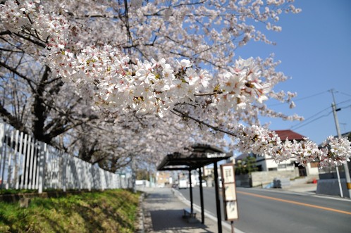 桜！サクラ！さくら！2014年水戸の桜が満開08