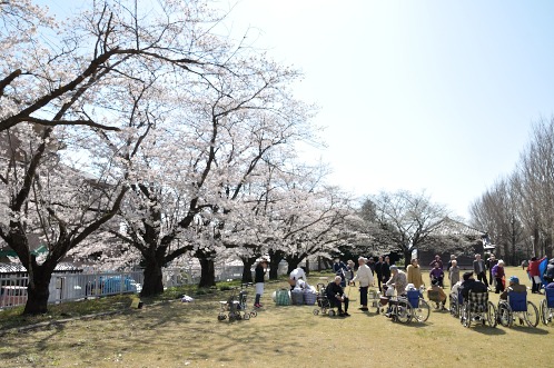 桜！サクラ！さくら！2014年水戸の桜が満開07