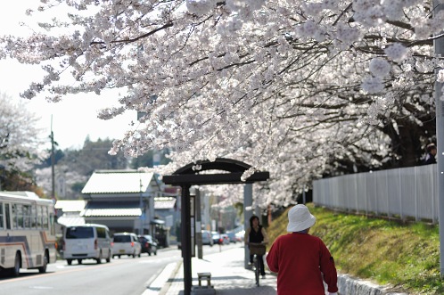 桜！サクラ！さくら！2014年水戸の桜が満開05