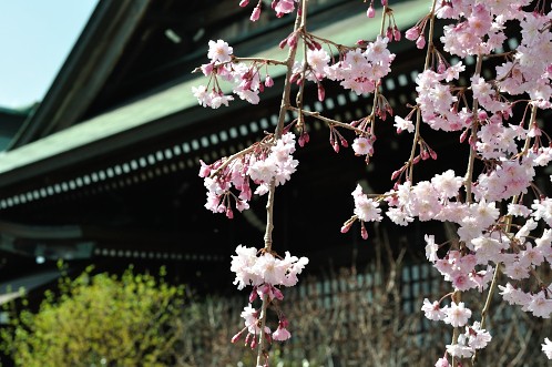桜サクラさくら！華やぐ水戸の街を徘徊03