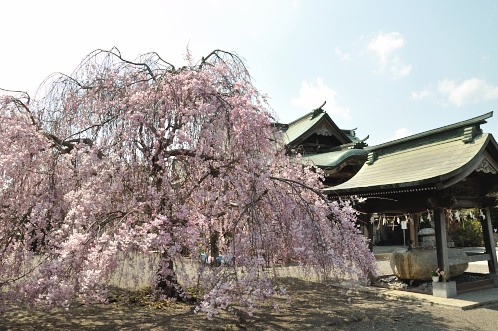 桜サクラさくら！華やぐ水戸の街を徘徊05