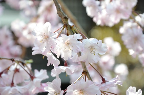 桜サクラさくら！華やぐ水戸の街を徘徊06