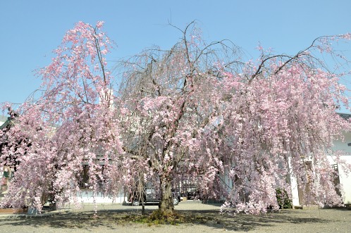 桜サクラさくら！華やぐ水戸の街を徘徊07