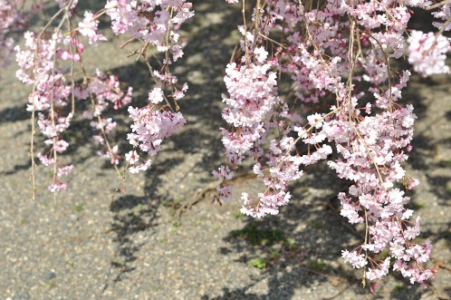 桜サクラさくら！華やぐ水戸の街を徘徊14