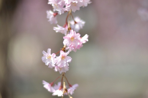 桜サクラさくら！華やぐ水戸の街を徘徊09