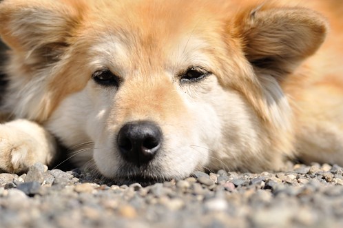 桜サクラさくら！華やぐ水戸の街を徘徊10