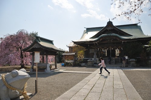 桜サクラさくら！華やぐ水戸の街を徘徊11
