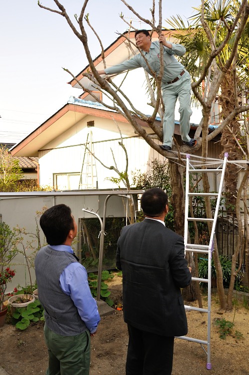 事務所の巨木タラノキにタラの芽がニョキニョキと06