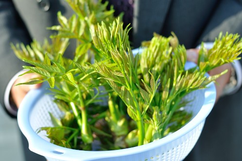 事務所の巨木タラノキにタラの芽がニョキニョキと01