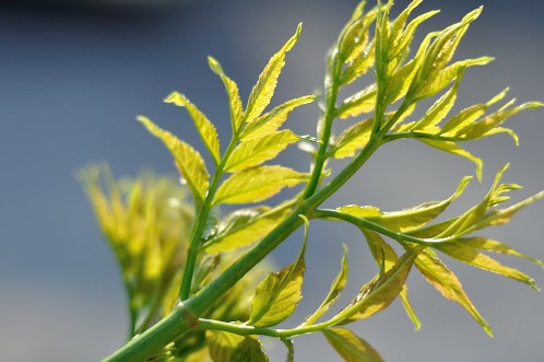 事務所の巨木タラノキにタラの芽がニョキニョキと03