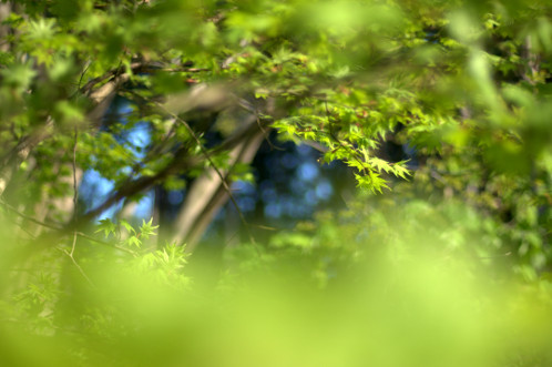 水戸市　もみじ谷