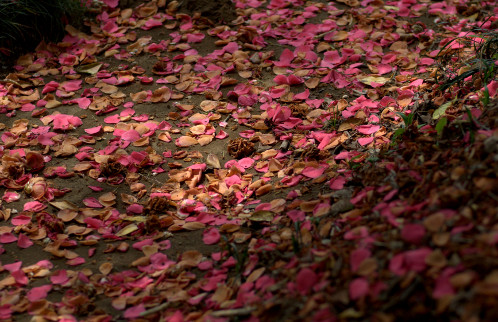 水戸市　報佛寺　椿04