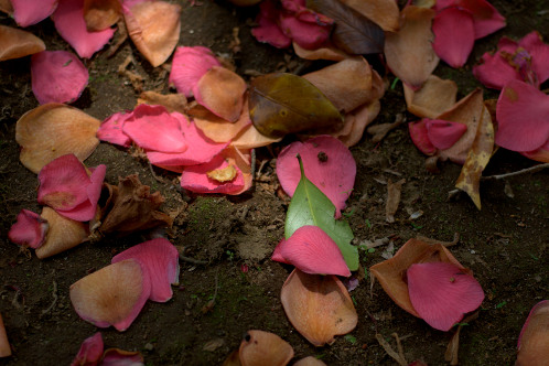 水戸市　報佛寺　椿01