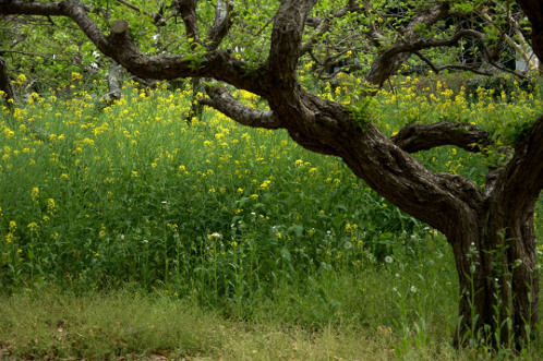 水戸市　報佛寺　菜の花