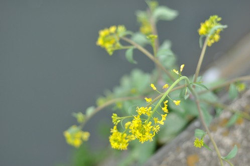 茨城県水戸市　どこぞの菜の花