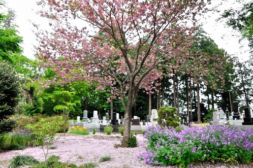 水戸市　報佛寺　八重桜の花びら