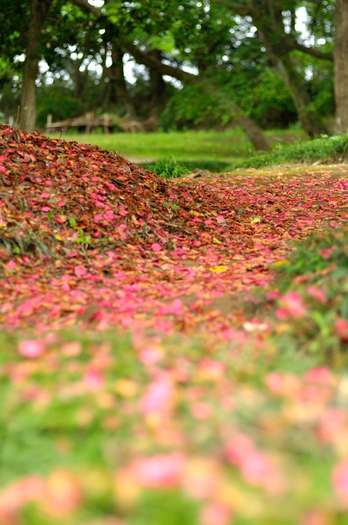 水戸市　報佛寺　椿（ツバキ）の花びら