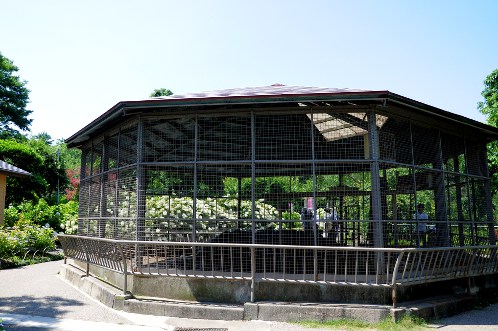 保和苑のあじさい！紫陽花！アジサイ！ - その２_03