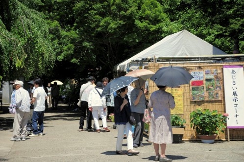 保和苑のあじさい・アジサイ・紫陽花05