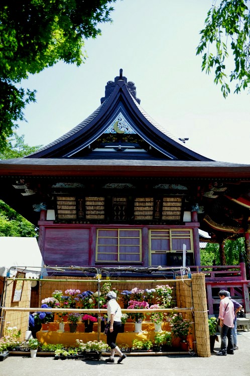 保和苑のあじさい・アジサイ・紫陽花06