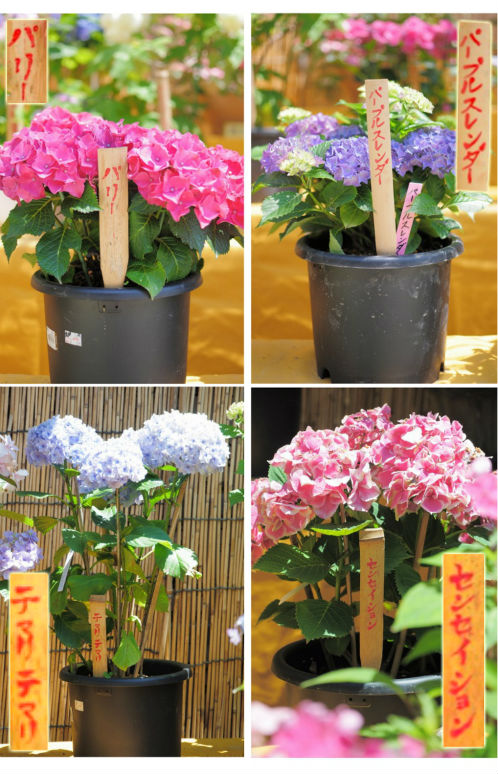 保和苑のあじさい・アジサイ・紫陽花 パリ・てまりてまり・パープルスレンダー・センセーション