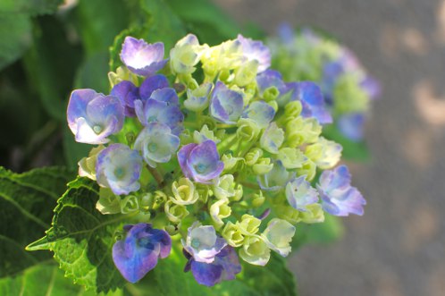 保和苑のあじさい・アジサイ・紫陽花10