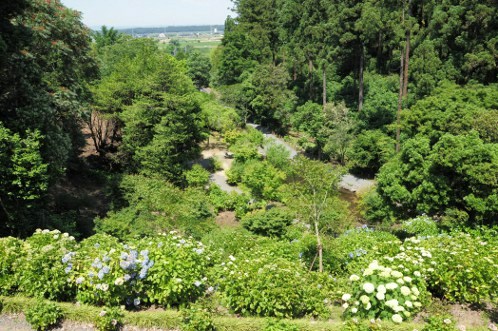 保和苑のあじさい・アジサイ・紫陽花12
