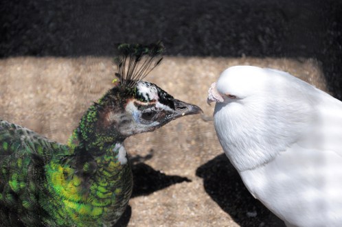 保和苑のあじさい！紫陽花！アジサイ！孔雀 - その２_04