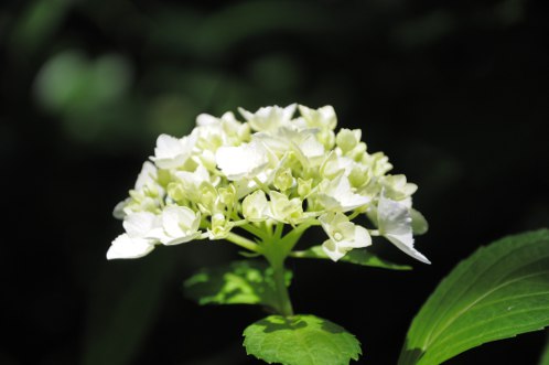 保和苑のあじさい！紫陽花！アジサイ！ - その２_05