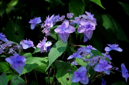 保和苑のあじさい！紫陽花！アジサイ！ - その２_06