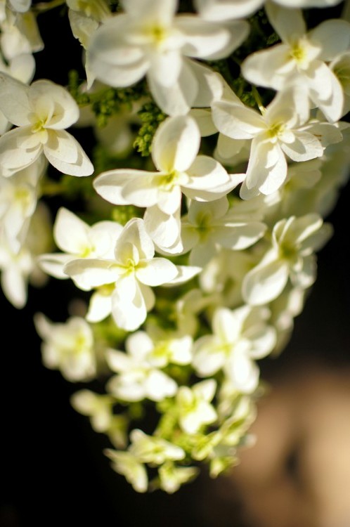 保和苑のあじさい！紫陽花！アジサイ！ - その２_11