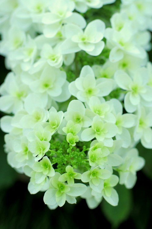 保和苑のあじさい！紫陽花！アジサイ！カシワバアジサイ