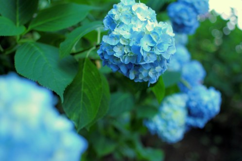保和苑のあじさい！紫陽花！アジサイ！ - その２_10