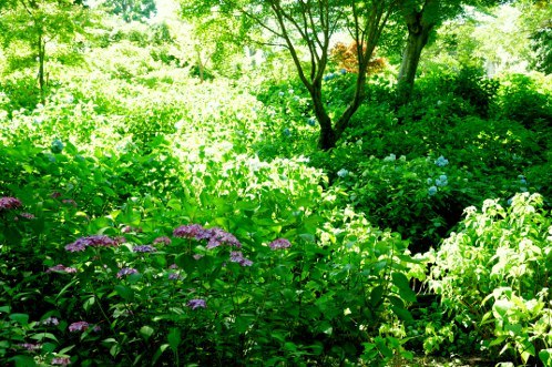 保和苑のあじさい！紫陽花！アジサイ！ - その２_14