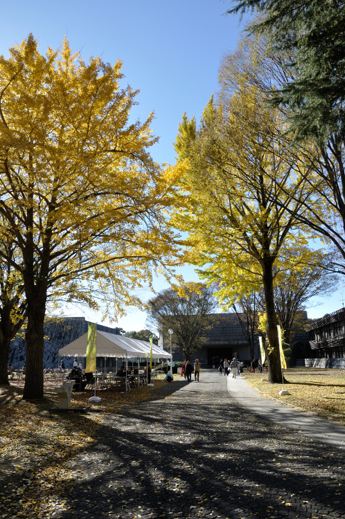 茨城県立歴史館の銀杏01