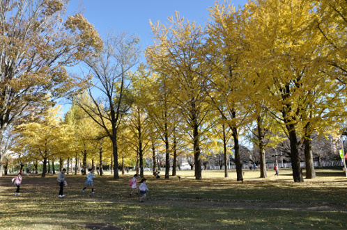 茨城県立歴史館の銀杏02