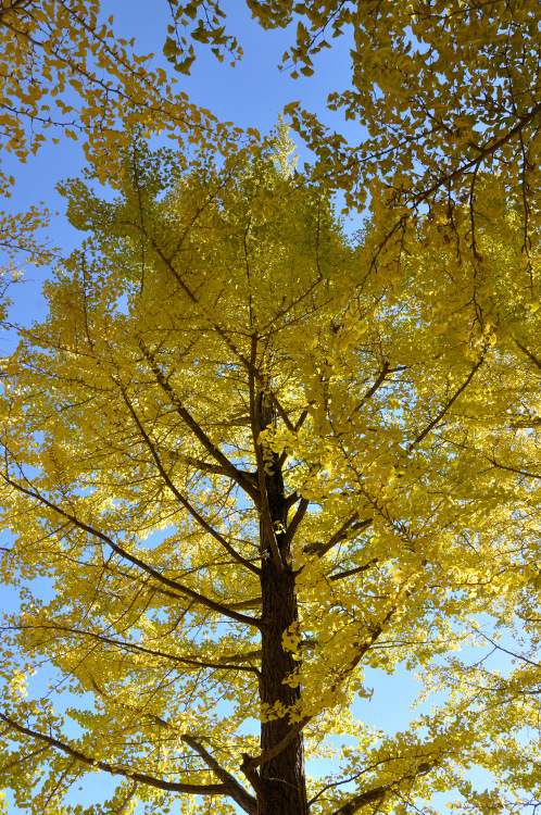 茨城県立歴史館の銀杏06